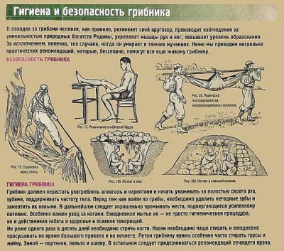 about_gribnik.jpg