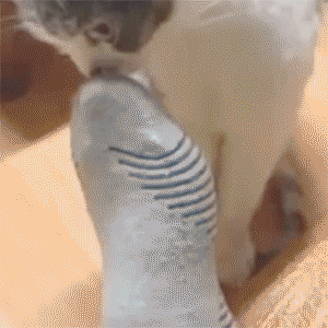 kote.gif