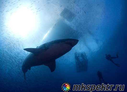 Поплавать с большой белой акулой, Южная Африка